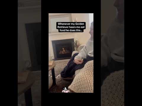 #Amazing#funnyanimals#funnydogs#cute#doglover#doglife#cure#dogshorts#pet