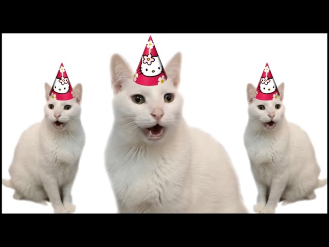 White Cats and Music Make Me Happy on My Birthday