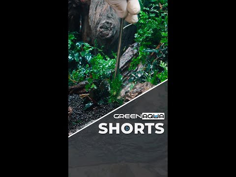 🙌😅 #greenaqua #aquascaping #aquascape #plantedtank #amazingnature #shortsvideo #fish #shortvideo #plant
