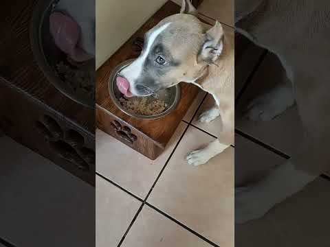 Amstaff#Rokki#остановка во время кормления| с каждым днём всё лучше и лучше💪|Стафф|3,5 месяца