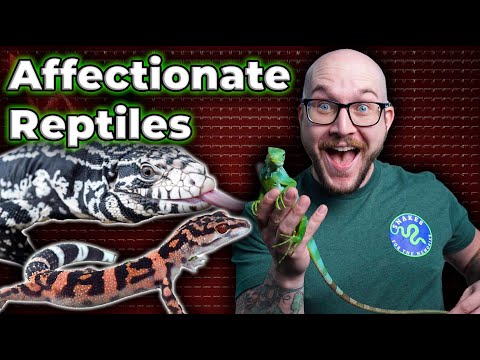 Do Reptiles Really Love You? | Top 5 Most Affectio Do reptiles really love you? Let's bluntly explain how reptile affection works and how much your sna