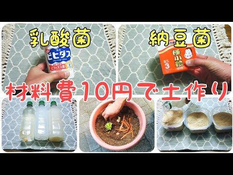 納豆水と納豆肥料ヨーグルト水と肥料の作り方｜お金をかけずに簡単に土作りしてみた