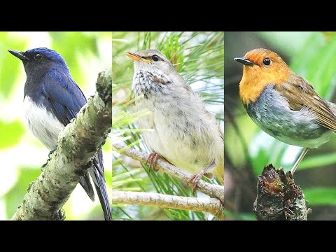 日本三鳴鳥の鳴き声1時間【オオルリ・ウグイス・コマドリ】