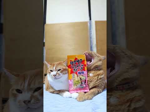 癒しとユーモア満載：かわいいのせ猫動画で癒されよう サムネイル