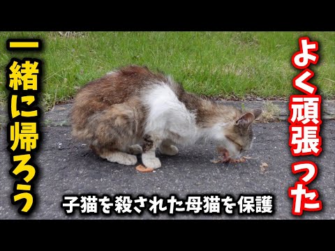 猫の動画サムネイル - 子猫6匹を殺され自らも怪我を負い衰弱した母猫を保護しました