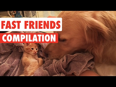 Fast Friends Pet Videos Compilation 2017 - UCPIvT-zcQl2H0vabdXJGcpg