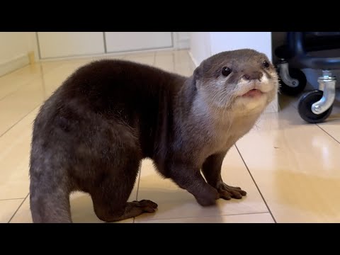 猫に興味あるカワウソvs.カワウソに興味ない猫 Otter interested in cat vs. cat not interested in otter