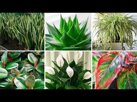 These Plants Are Oxygen Bombs & They Clean The Air In Your Home - UC4IcULNm1sPtdLtUSX5qLow