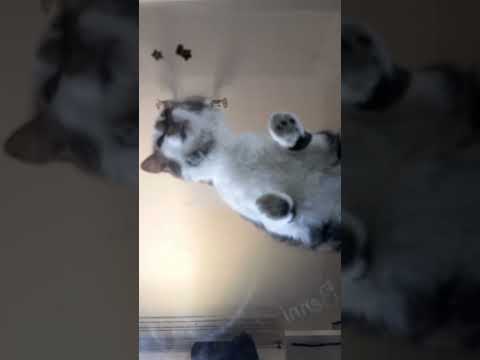 Was macht die Katze da?! 🤯 Von unten gefilmt beim Futtern #katze #katzenvideo #funnycats