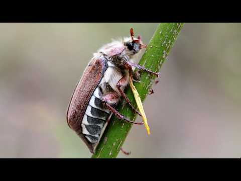 May bug climbs to the top, can't fly, keeps trying, poops itself, gets super angry, hides in shame
