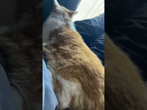 定位置にご着席 #cat #癒し #love #cute #catlover