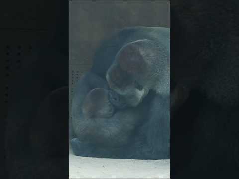 gorilla Daddy 💕 son #gorillatag #taipeizoo #金剛猩猩 #台北市立動物園 #zoo サムネイル