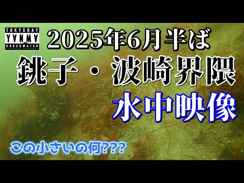 4K【水中映像】2025年6月半ばの銚子・波崎界隈の水中 生命感ある海はどっち？#波崎 #釣り #水中映像 #銚子マリーナ #シーバス