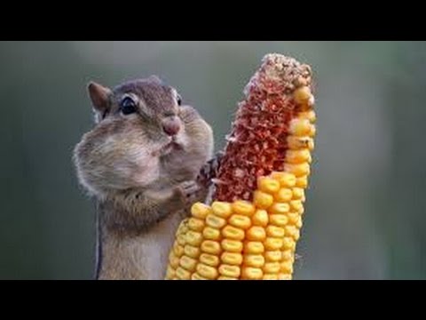 TRY NOT TO LAUGH CHALLENGE  - Amusing SQUIRREL and RACCOON compilation - UC9obdDRxQkmn_4YpcBMTYLw