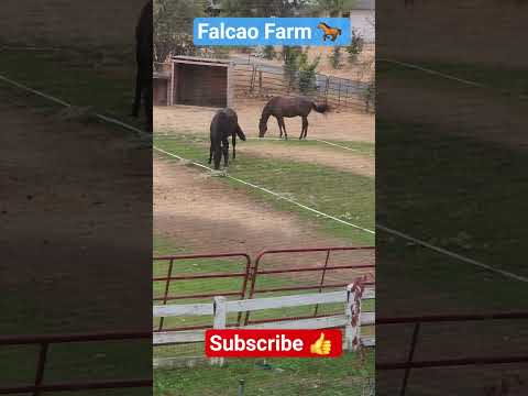 Beautiful view #horse #cat #kitten #shorts #short #beautiful #equestrian #farming #eating #happy