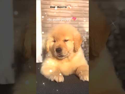 one month to one year puppy to dog 🐕💖#subscribe #sehar @Nayan_933Short