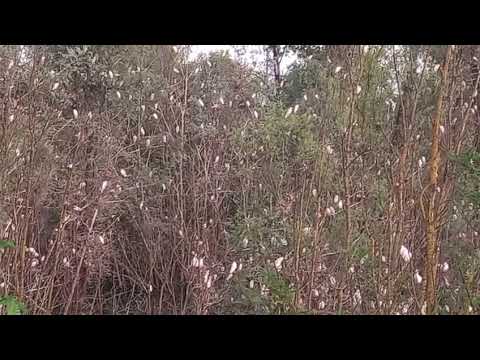 Gli uccelli al Guetto di Santena