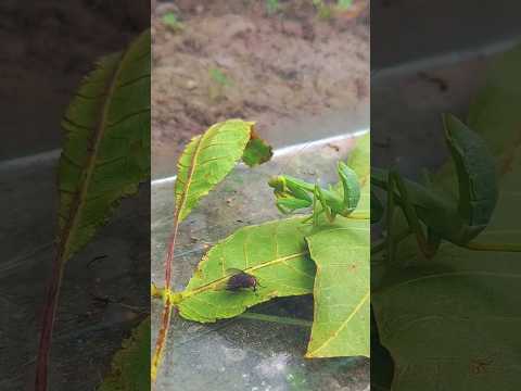 praying mantis hunting a fly. song about praying mantis. #mantis