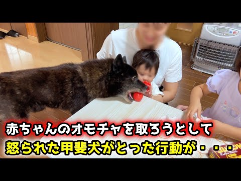 赤ちゃんのオモチャがどうしても欲しくて、甲斐犬が・・・