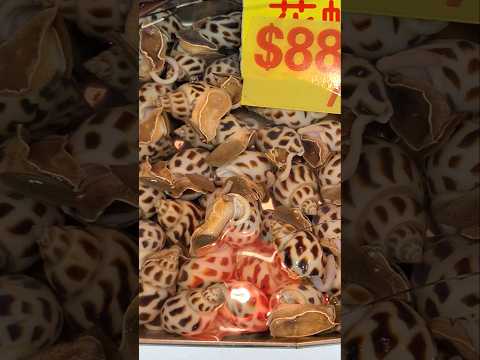 Babylonia Areolata/Benjie Gonzales tv