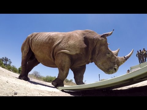 GoPro: The Last of the Rhinos - UCqhnX4jA0A5paNd1v-zEysw