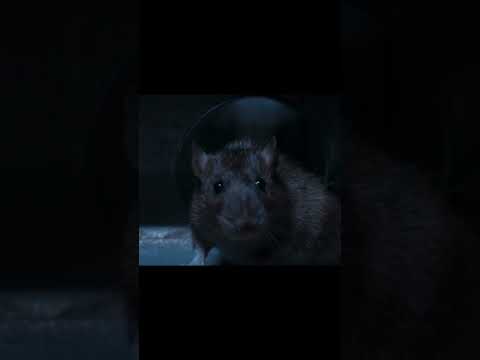 A Cat’s Life Movie Scene