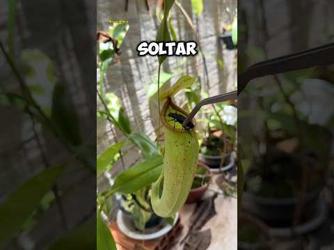 Alimentei minha planta carnívora com um besouro?!😱 #shorts ￼
