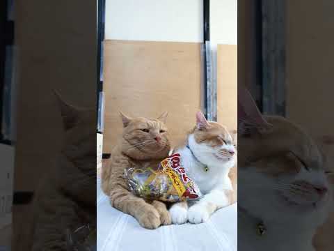 豆ぱんと焼きいもあんの絶品サンドと癒しののせ猫紹介 サムネイル