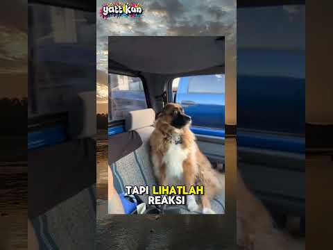 gukguk pria ini ketar ketir melihat kucing jalanan#videolucu#kucing#shorts