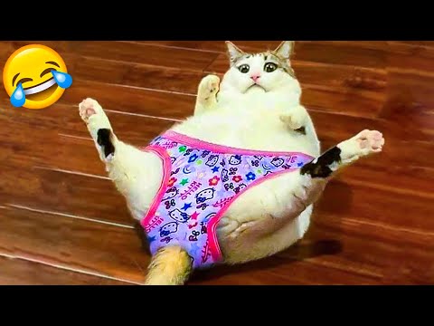 Funniest Cats And Dogs Videos - Best Funny Animal Videos 2021  🤣 - UC09IvZwjpunzrdHH1EHok-w