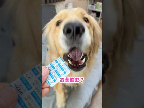 エビフライ屋閉業 #ゴールデンレトリバー #大型犬 サムネイル