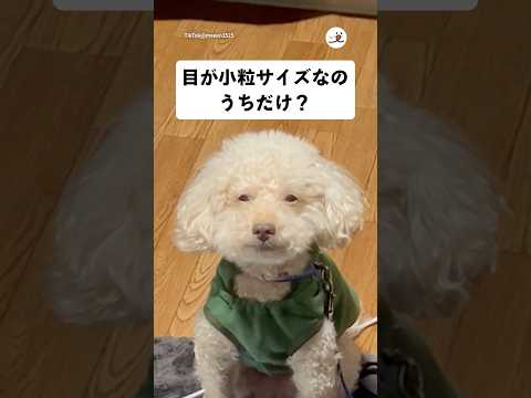 猫の動画サムネイル - 目が小さいおじいちゃんトイプードルが可愛い｜PECO