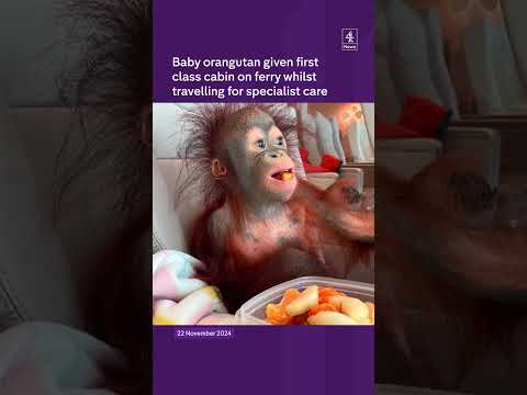 Baby orangutan given first class cabin on ferry