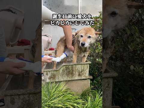 14歳を迎える前に、愛犬をシャンプーしてみた
