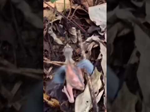 baby bird fell among the leaves