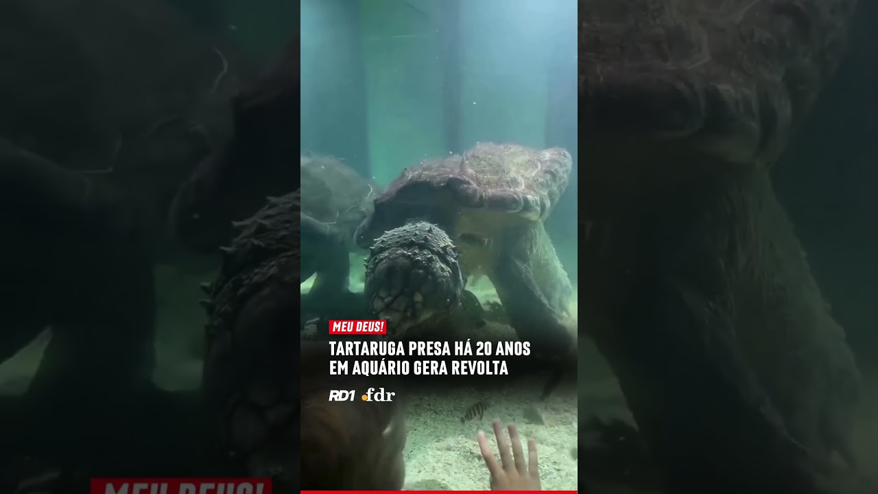 Tartaruga presa há 20 anos em aquário da Crimeia gera revolta