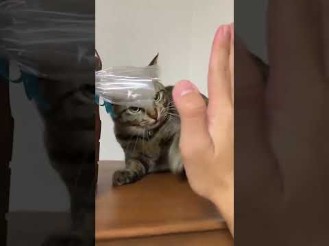 ハイタッチおぼえた猫