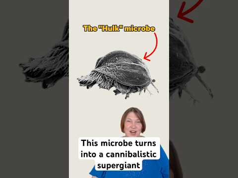 This microbe “hulks” out into a cannibalistic supergiant | Science News