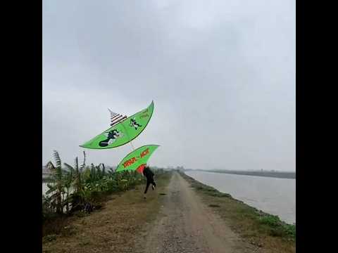 Diều sáo 5m ngày gió bấc #dieusao #kite #thadieusao