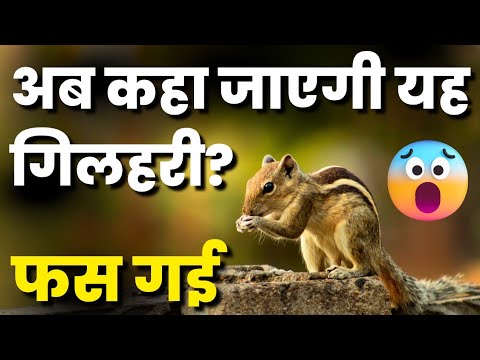 Squirrel Hunting | Gilhari Kaha Jayegi | गिलहरी पेड़ पर फस गई | Gilhari Kitna Jump Kar Sakti hai