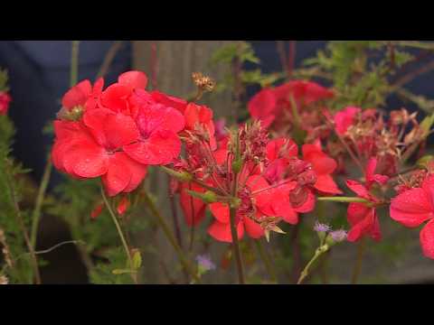 Protect your garden: <strong>Tips</strong> for saving plants from the first frost