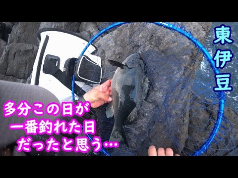 【東伊豆】このシーズンで一番釣れた日だったかも【2025年3月上旬】