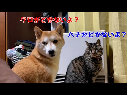 ストーブ前の柴犬ハナと猫クロの攻防