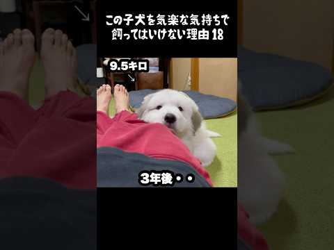 予想以上の成長をした子犬18 #greatpyrenees #犬のいる生活 #大型犬のいる生活 #大型犬と暮らす #大型犬 #グレートピレニーズ #癒し #可愛い #愛犬 #ペット