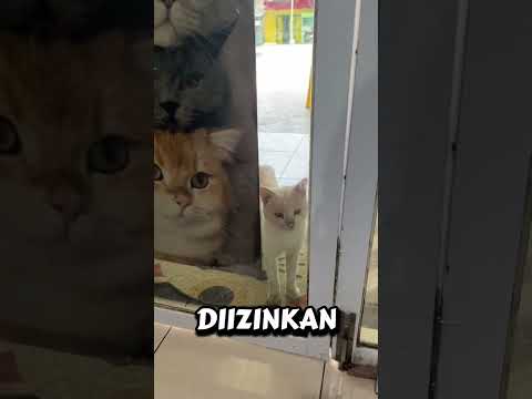 hanya karena ia kucing jalanan ia tidak diizinkan masuk ke pet shop!#short#feed#shortfeed#kucing