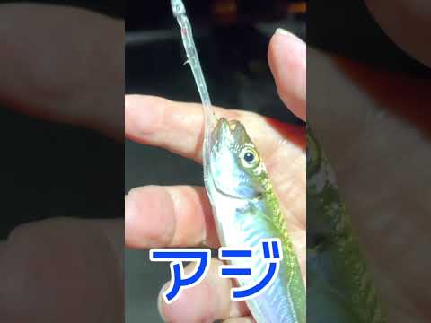 夏のアジングはこんな感じ #北茨城の釣り #アジング #ルアー釣り