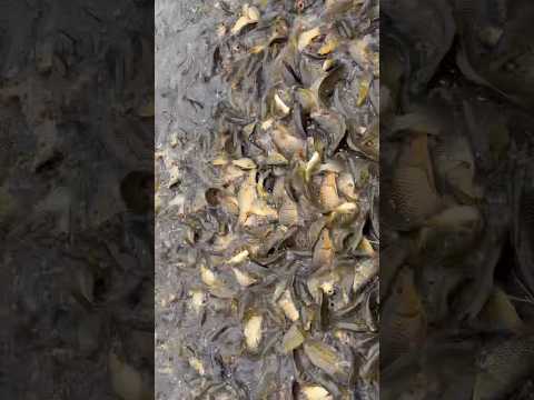 OMG Kati dherai 🐠 #youtubeshorts #foryou