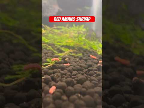 Red Amano Shrimp Breeding 🦐💦 #shorts #aquarium4k