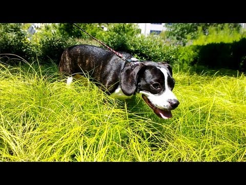 Nokia Lumia 1020 (41 MP Camera Test) - UCMgCvJ3_QahXgvwj6LjOd-w