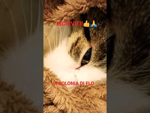 Il ritorno di E.T. #shorts #cat #funnycats #hilarious